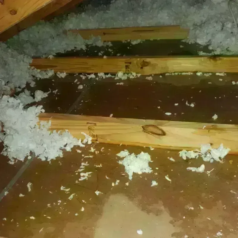 Attic Water Damage in Zephyrhills South, FL