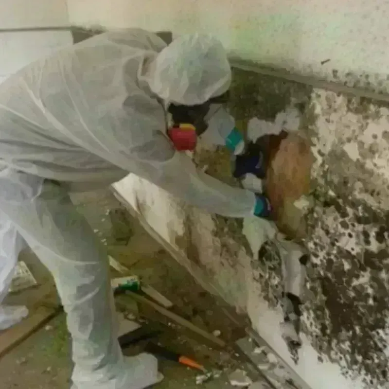 Mold Remediation and Removal in Zephyrhills South, FL